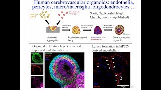 Hybrid BioOptoElectronics for AI  George Church Harvard University [upl. by Yelloh]