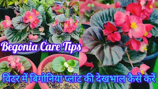 Begonia plant Care Tips In WinterLBegonia Care Tipsविंटर में बिगोनिया प्लांट की देखभाल कैसे करें [upl. by Vita777]