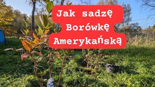 Jak sadzić borówkę amerykańską [upl. by Christean476]