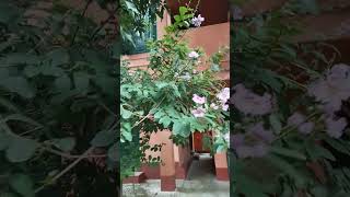 vorer alor pakhi festival youtubeshorts nature viralshorts 🌄🌄🌄🦅🕊️🐤🐧🌻❤️🌲🦜 [upl. by Goodhen]