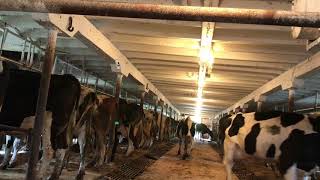 night chores letting the cows in the tie stall barn for milking [upl. by Ahsart960]