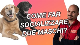 Come far socializzare due cani maschi  Cinofilia Facile [upl. by Ilysa]