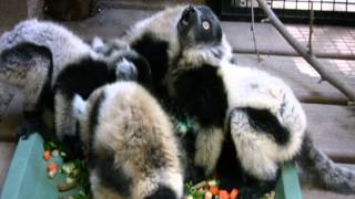 Black amp White Ruffed Lemurs 2 Months Old [upl. by Nawak405]