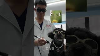 Traditional Chinese Medicine applied in pet therapy in China [upl. by Ofloda]