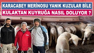 Karacabey Merinosu Yanık Kuzular Bile  Kulaktan Kuyruğa Nasıl Doluyor [upl. by Stav]