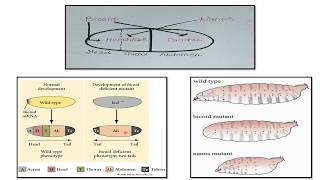 GENES REGULATING EMBRYONC DEVELOPMENT IN DROSOPHILAMATERNAL GENES  PART2 [upl. by Talyah711]