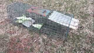 Trapping Rabbits For Food [upl. by Ibib]