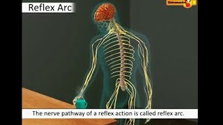 Biology  Reflex action amp Reflex arc  Learn through animated videos [upl. by Silvano166]