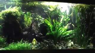 4000L Aquarium mit Salmlern und Skalaren [upl. by Delphina38]