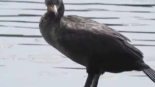 doublecrested cormorant call [upl. by Atrebla]