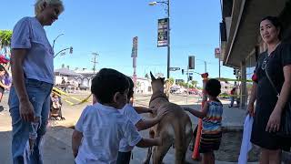 Cash 20 Great Dane at the Granada Hills street fair 2023 9 of 10 [upl. by Eniamaj]