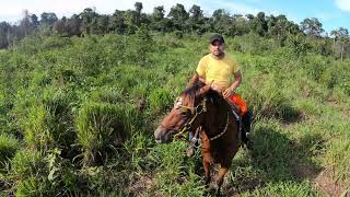 Procurando o gado no pasto [upl. by Shere]