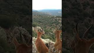 Cabras montesas [upl. by Sauder127]