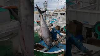 🔥 900 lbs Giant Bluefin Tuna Unleashed at Fish Market 🌊💙 Spectacular Seafood Extravaganza with [upl. by Grae330]