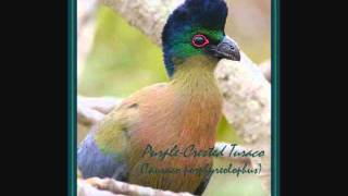 PurpleCrested Turaco [upl. by Dennet472]