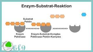 Enzyme  Wirkung von Pektinase [upl. by Ahsaten]