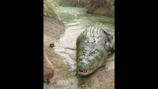 Nile Biggest Crocodile [upl. by Prudy]