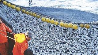 Amazing Big Catch Fishing on the Sea  Catch Hundreds Tons Fish With Modern Big Boat [upl. by Bensen]