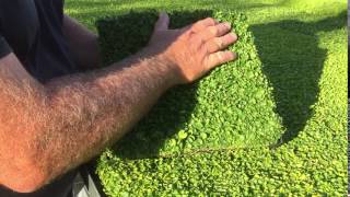 Plant Tiles of Dichondra repens [upl. by Fletch]