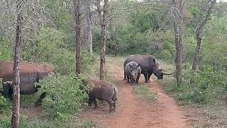 Rhinos blockieren Weg2Makutsi Safari Farm Südafrika [upl. by Ruprecht742]