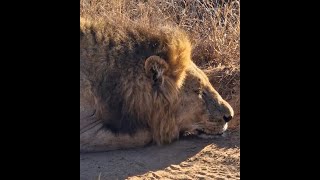 Northern Black Dam Male Lions Resting  6 September 2024 [upl. by Aristotle]