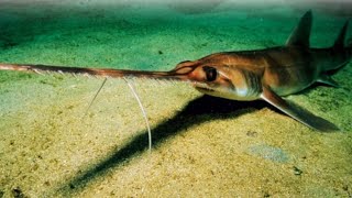 Two New Species Six Gilled Saw Shark Discovered In West Indian Ocean [upl. by Becker]