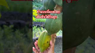 มะละกอสุกแล้ว ไวรัล มะละกอ papaya garden เกษตรกร เก็บษตรผสมผสาน ผักปลอดสารพิษ พอเพียง [upl. by Yatnuahc]