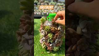 Recycling old things to grow succulents  多肉植物 다육이들  Suculentas [upl. by Yasnyl]