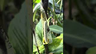 Hybrid cyrtosperma hambalii dengan alocasia [upl. by Eirrahs202]