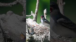 The Eastern Kingbird Thanks Subscribe for more wildlife birds wildlifevideos birding cure [upl. by Ijnek]