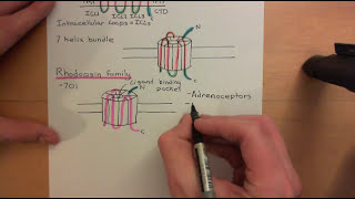 G Protein Coupled Receptors Part 1 [upl. by Oulman16]