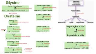 serina glicina cisteina aspartato asparagina síntesis biochemistry bioquímica [upl. by Bradly]