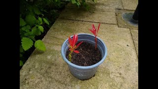 How to Propagate a Pieris Japonica Forest Flame [upl. by Ammon561]