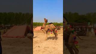 Beautiful Camel Dance VIDEO OF PAKISTAN [upl. by Oiuqise836]