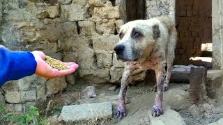 Scabies dog didnt believe he would be treated well after being chased away [upl. by Porta]