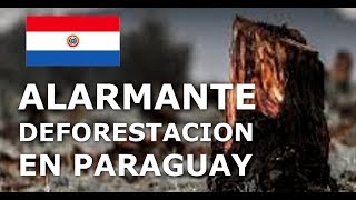 DEFORESTACION EN PARAGUAY 2019 [upl. by Atterbury]