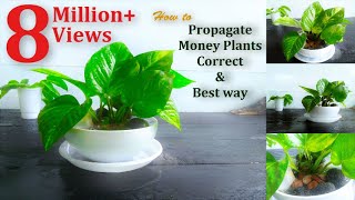 How to Propagate Money Plants Correct amp Best wayGREEN PLANTS [upl. by Ardaed]