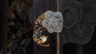 Paper Wasps Build Nest in Empty Bee Hive Queen Feeds Caterpillar to Workers [upl. by Anerhs]