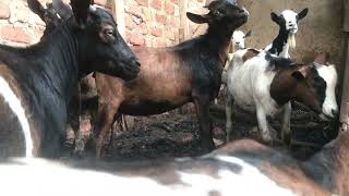 Goats in the loafing shed [upl. by Marcelo796]