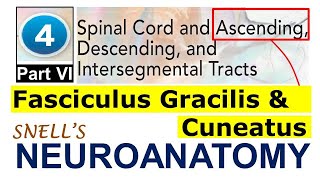 Chp4F Fasciculus Gracilis amp Cuneatus  Ascending Tracts  Snell Neuroanatomy Chp4 PartF [upl. by Nessa380]