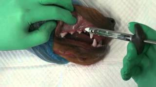 Infraorbital Nerve Block Dr David E Clarke Registered Specialist Veterinary Dentistry [upl. by Dolan]