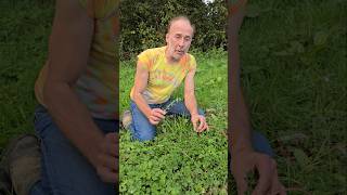 Scarlet Pimpernel anagallis arvensis nativeplants gardening permaculture adventure explore [upl. by Nnylyma40]