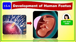 SPM FORM 4 CHAPTER 15 DEVELOPMENT OF HUMAN FOETUSMORULABLASTOCYSTPLACENTA UMBILICAL CHORD HCG [upl. by Rondon]