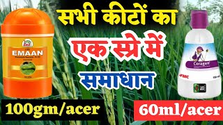 how to control insects in paddy crop  dhan me konsa spray kren  TfarmingGyan [upl. by Enelrahs]