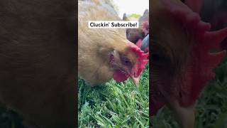 How Much Grass Do Chickens Eat chicken shortsvideo [upl. by Evers]