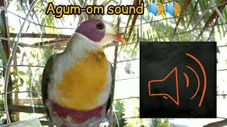 Yellow breasted fruit dove sound  Wild Kingfighter Channel [upl. by Ellennad]