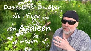 Azalee im Garten schneiden Standort Pflege gießen Tipps Azaleen Pflanzen düngen Wann und wie [upl. by Aseefan414]