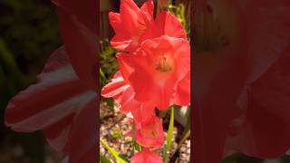 Gladioli Blooms flowers blooms prettyflowers smallyoutuber garden [upl. by Teemus]