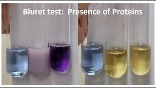 BIURET TEST Presence of Proteins [upl. by Riegel849]