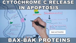 Mechanism of Cytochrome C Release from Mitochondria [upl. by Yltnerb]